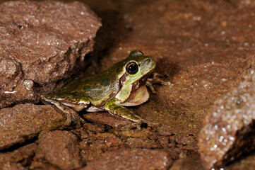 Sardinian tree frog, Tyrrhenian tree frog // Tyrrhenischer Laubfrosch (Hyla sarda) - Sardinia, Italy