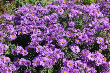 Naklejka premium Abundant purple flowers of Symphyotrichum novae-angliae with bees in October