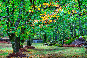 Autumn in a the chestnut forest of the municipality of Casillas, Ávila, Spain.