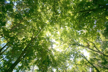 leaves in the forest