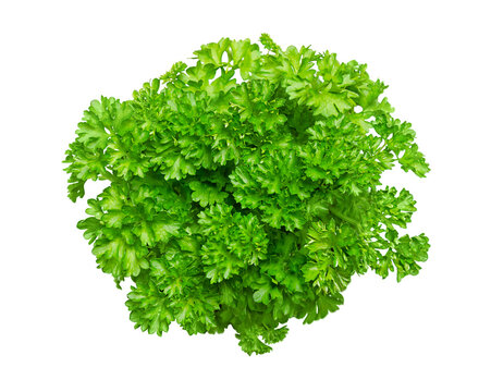 Bunch of fresh curly parsley, isolated, from above. Curly leaf parsley, with bright green crinkled leaves, used as a garnish. Petroselinum crispum is widely cultivated as a herb and as a vegetable.