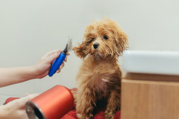 a woman at home is drying a small brown curly Maltipoo dog with a hair dryer.