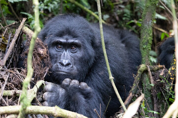 Neugieriger Berggorilla
