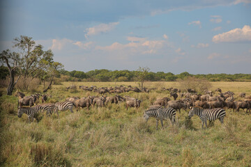 Fototapeta na wymiar herd of wildebeest in serengeti national park country