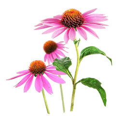 Fototapeta Echinacea flower for homeopathy, transparency background obraz