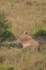 Obraz premium lion resting