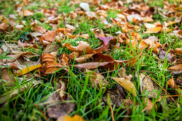 withered yellow autumn leaves on beautiful green grass