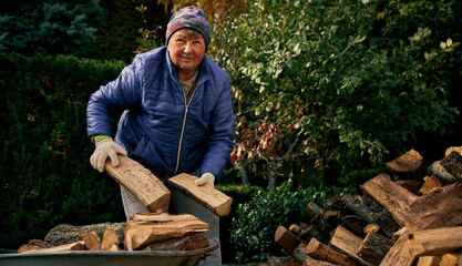 Mature adult pretty woman is loading firewood on a cart in Odessa, Ukraine