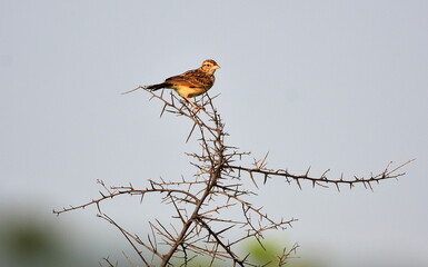 tailed hawk perched on branch