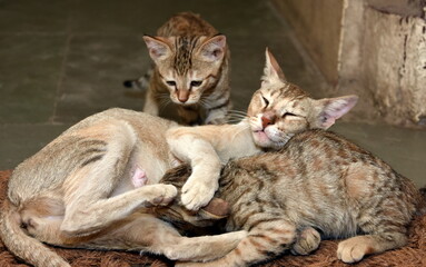 two kittens playing