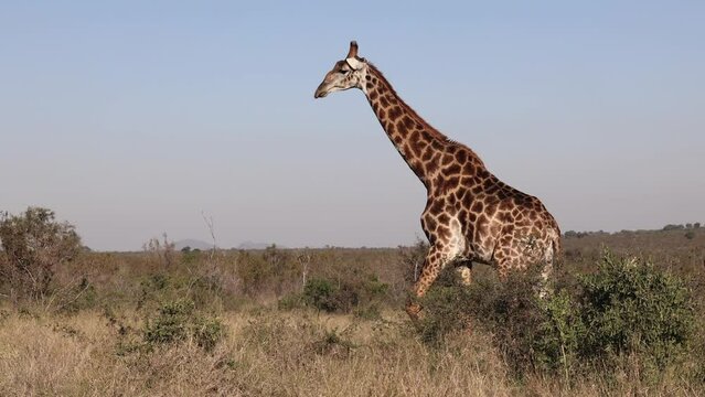 A majestic and graceful giraffe is walking in the savanna grasslands of Africa.