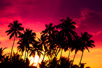 Tropical coconut palm trees silhouettes at vivid colorful sunset with shining sun