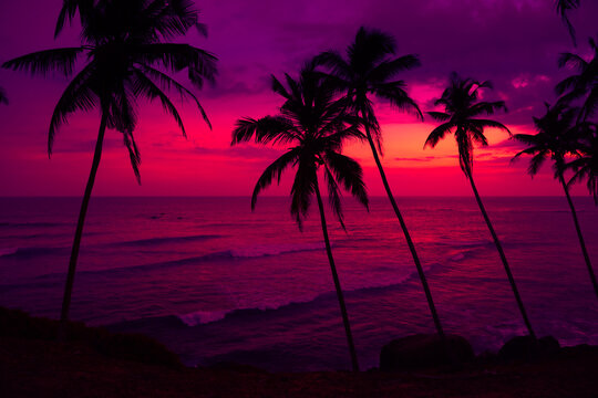 Coconut palm trees silhouettes on tropical ocean beach at vivid pink colorful sunset