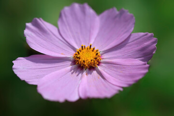 Cosmos flower on nature background