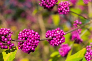 bright pink berries of Callicarpa (beautyberry) on the shrub branch on a sunny autumn day