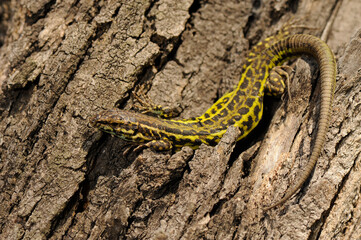 Tyrrhenian wall lizard // Tyrrhenische Mauereidechse (Podarcis tiliguerta)