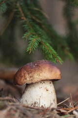 Beautiful porcini mushroom growing in forest on autumn day