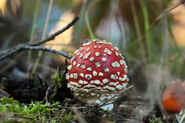 Amanita mushroom growing in forest, closeup view