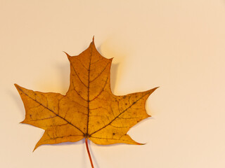 Autumn maple leaf isolated. Fall leaf patten, texture, background