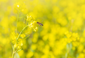 a field of blooming yellow mustard , a bee sits on a flower, collecting honey