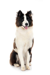 young Yakutian Laika