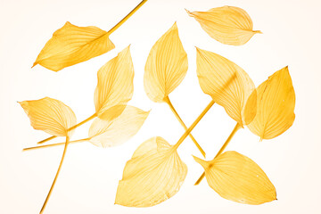 Casual composition of translucent autumn leaves