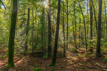 Rays of sunlight through the fog in a mountain forest in autumn.