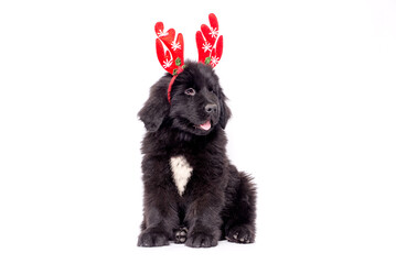 Newfoundland dog puppy celebrating  Christmas and New Year  with  white background for copy