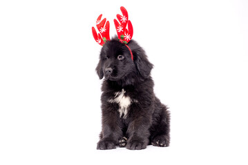 Funny portrait of cute smiling puppy dog  Newfoundland  wearing Christmas costume red deer horns hat on white background. Preparation for holiday. Happy Merry Christmas concept.