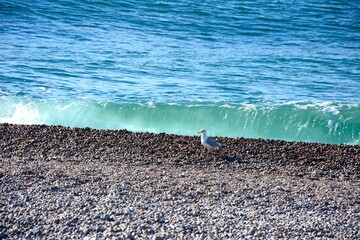 Seagull standing on the pebble beach with breaking waves to the rear, Seaton, UK, Europe.