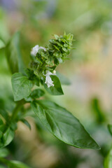 Common basil
