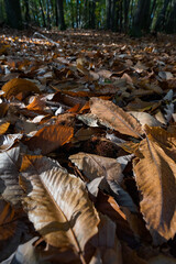 Automne