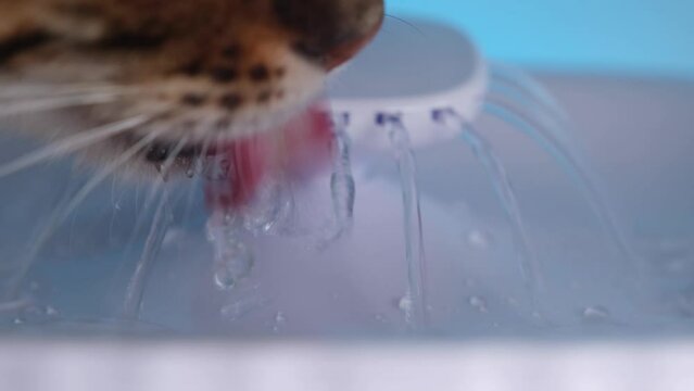 Close-up. The cat drinks water from the animal drinking fountain. Good prevention of kidney disease. The Bengal cat catches water jets with its tongue