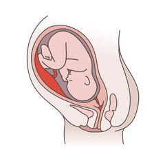 Embryo Development. Pregnancy, fetal fetus development. Embryo in the womb illustration.