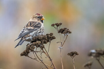 Cute bird redpoll sitting on a plant