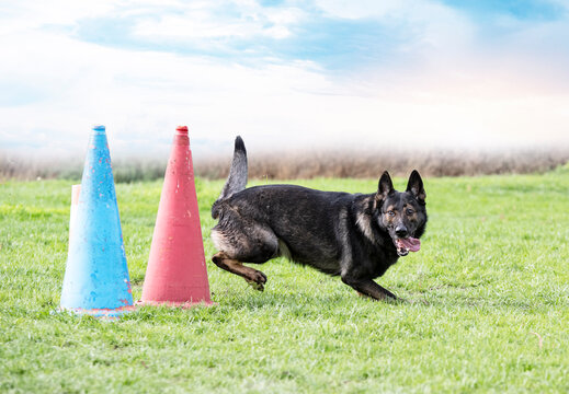 training of german shepherd