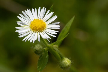 Obraz premium 白い小さな花の野草