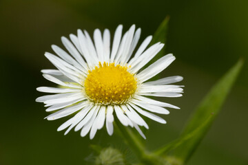 Obraz premium 白い小さな花の野草