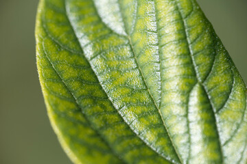 葉の葉脈