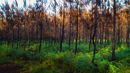 Forêt calcinée en Gironde, après le passage des incendies de l'été 2022.  Les fougères repoussent déjà