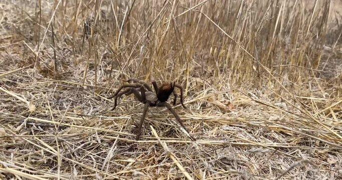 Theraphosidae Tarantula Walking Through a Field in California, 4K