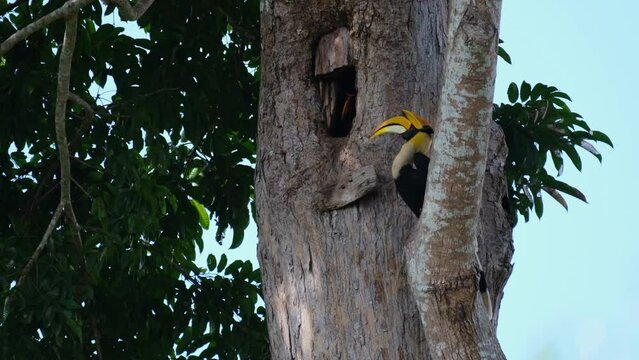 Perched on a branch then the female sticks its head out from the burrow then the male flies away, Great Indian Hornbill Buceros bicornis, Khao Yai National Park, Thailand.