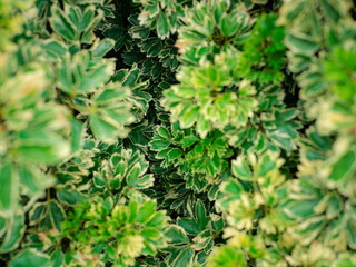 close up of a green bush