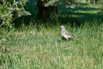 Wacholderdrossel ( Turdus pilaris ) im Frühjahr	