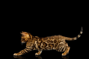 Playful bengal kitten hunt on isolated black background, side view