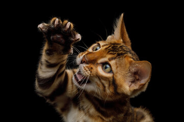 Closeup portrait of playful bengal kitten with catching paw on isolated black background, front view