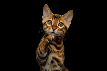 Closeup portrait of bengal kitten raising paw on isolated black background front view