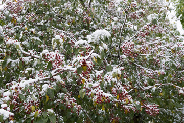 Small red decorative apples with green leaves on a branch covered with snow and frost. Snow-covered branch of a wild apple tree with red fruits and green leaves. First snow on the trees.