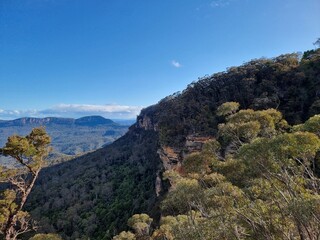 Fototapeta premium View of Australian Eucalypt Forest on the Prince Henry Cliff Track in the Blue Mountains of New south Wales
