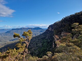 View of Australian Eucalypt Forest on the Prince Henry Cliff Track in the Blue Mountains of New south Wales